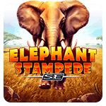 Elephant Stampede